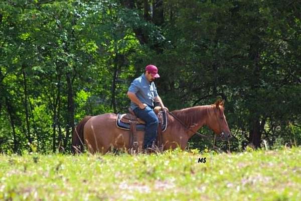 flashy-quarter-horse