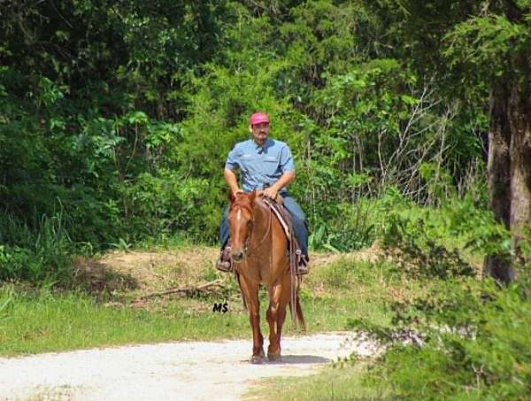 performance-quarter-horse