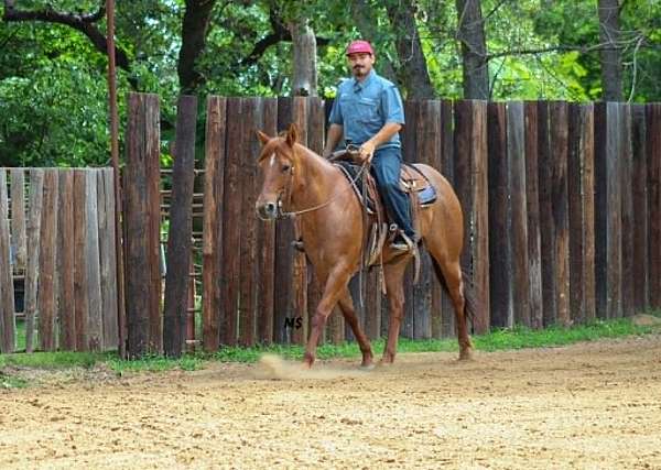 ranch-quarter-horse
