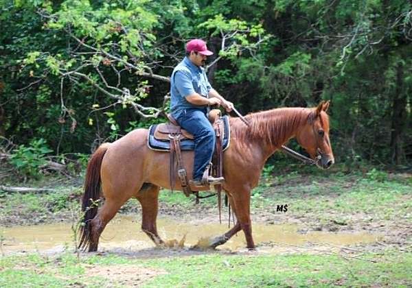 ranch-versatility-quarter-horse