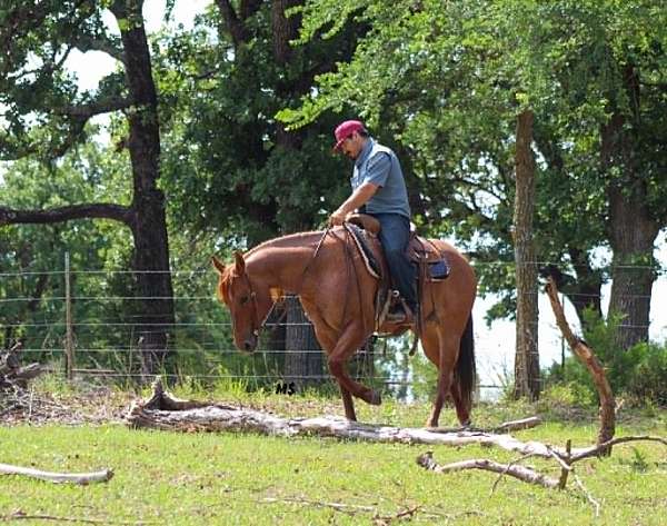 ranch-work-quarter-horse