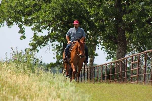 ridden-western-quarter-horse