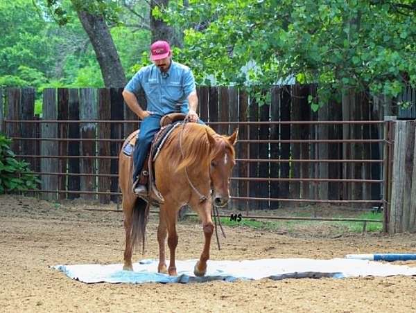 roping-quarter-horse