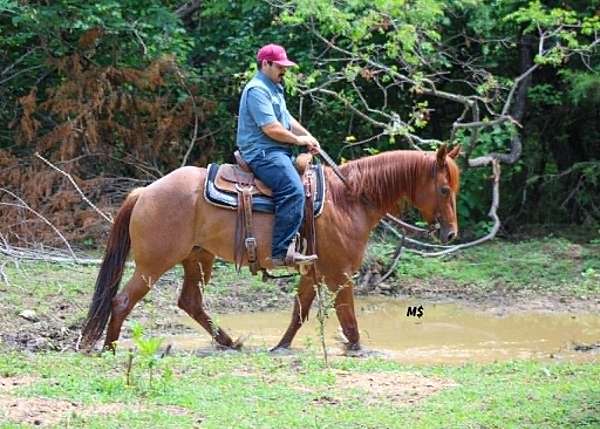 trail-quarter-horse