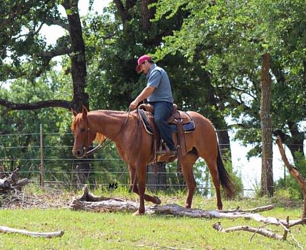 trail-riding-quarter-horse