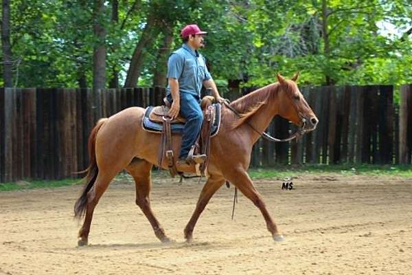 western-riding-quarter-horse