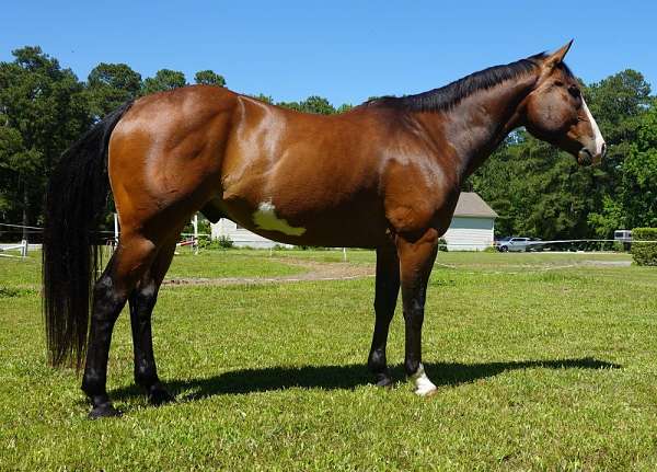 all-around-paint-horse
