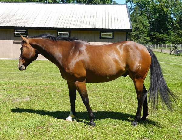 athletic-paint-horse