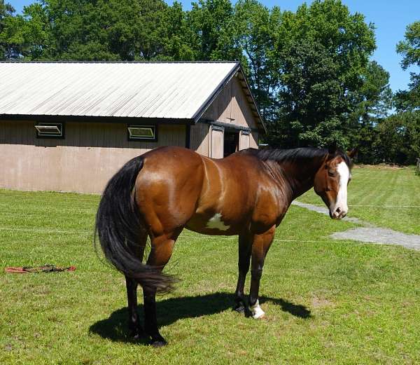 english-pleasure-paint-horse