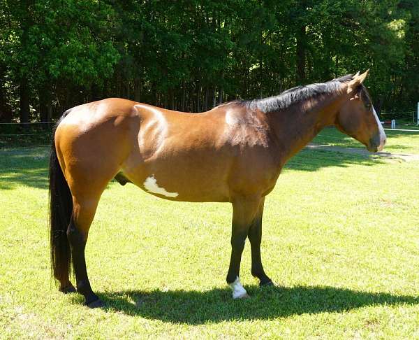 equitation-paint-horse