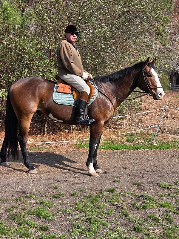 jumper-paint-horse