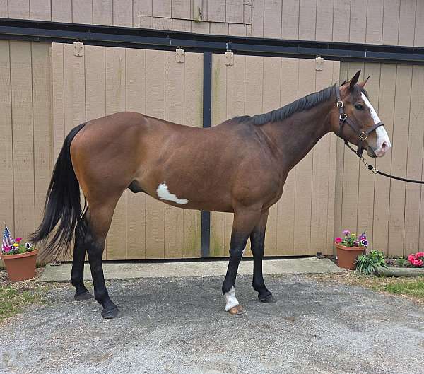 eventing-paint-horse