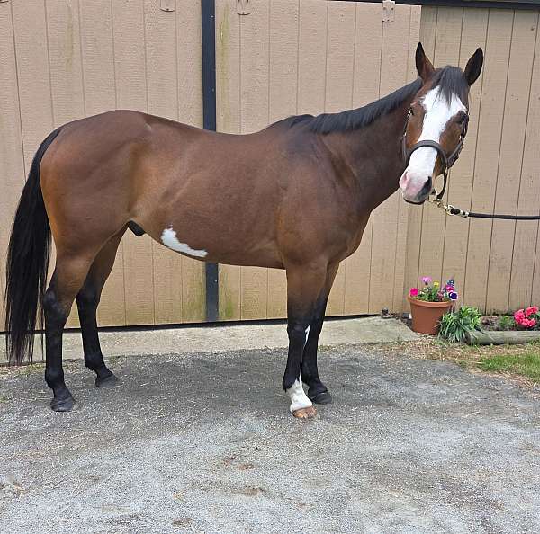 flashy-paint-horse