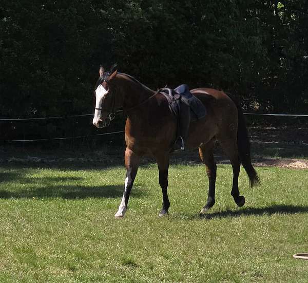 performance-paint-horse