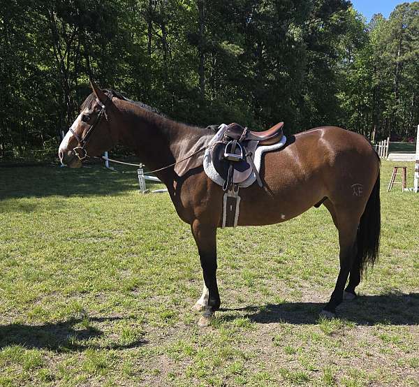 jumping-paint-horse