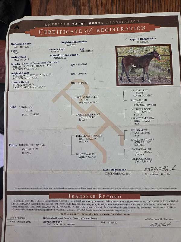 worming-teeth-gelding