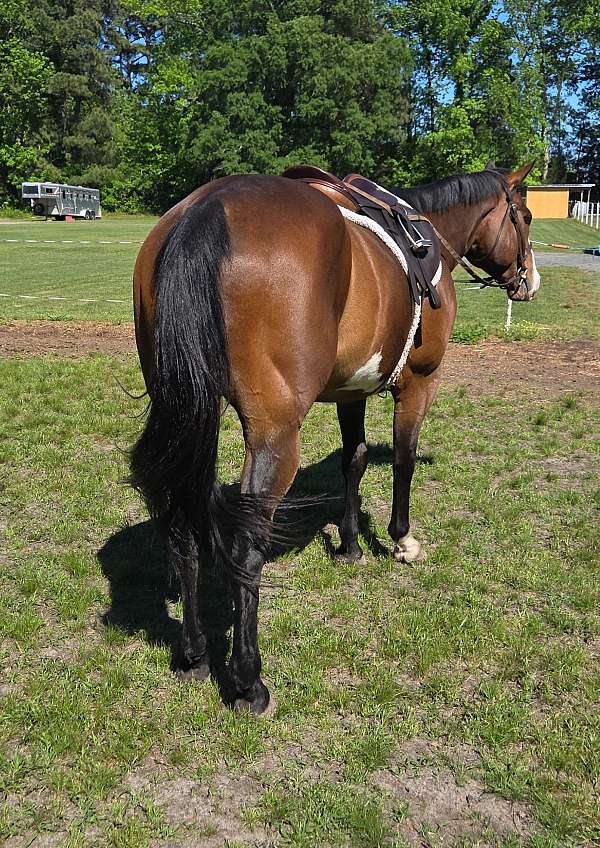 all-paint-horse