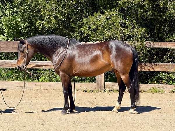 all-around-quarter-horse