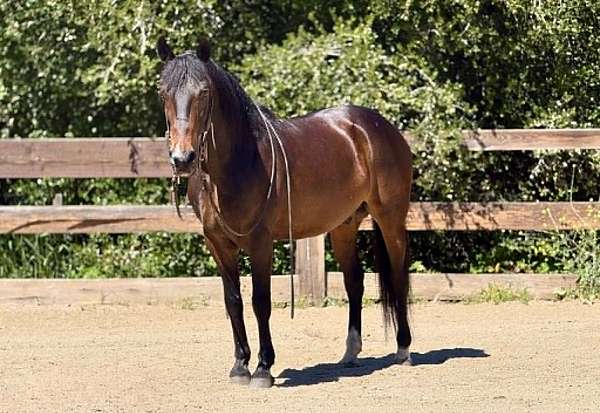 athletic-quarter-horse