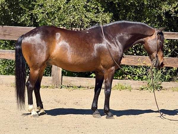 beginner-quarter-horse