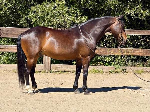 endurance-quarter-horse
