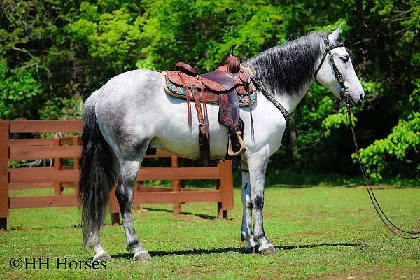 all-around-andalusian-horse