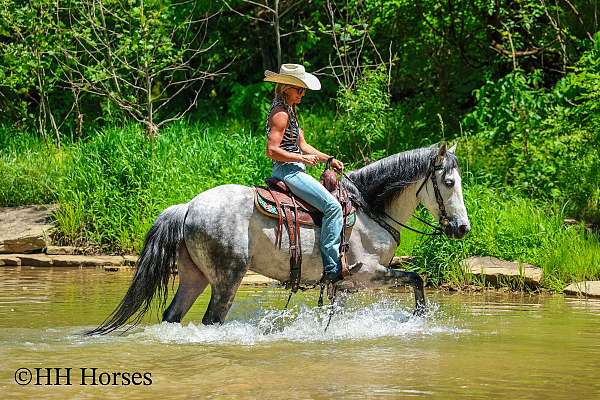 athletic-andalusian-horse