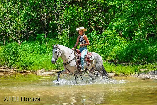 beginner-andalusian-horse