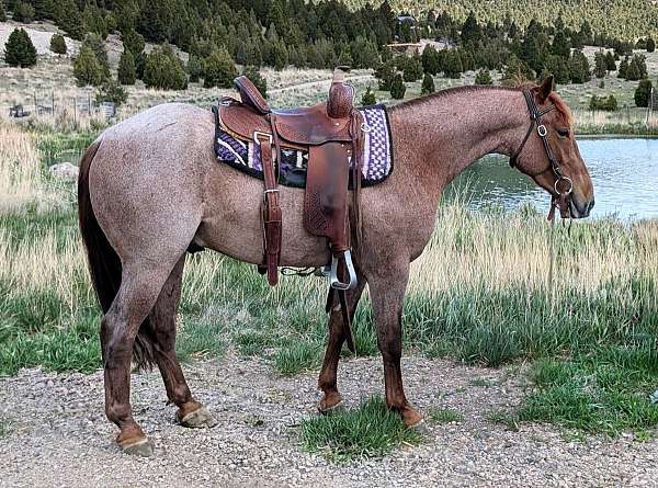 oibb-quarter-horse
