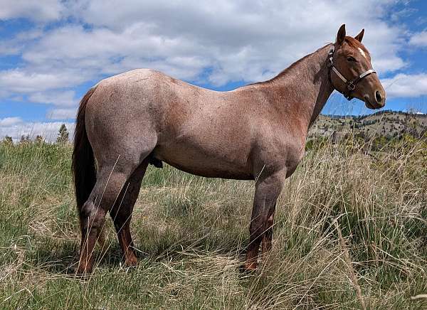 once-in-a-blu-boon-quarter-horse