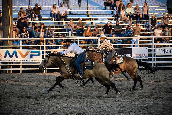 high-school-quarter-horse