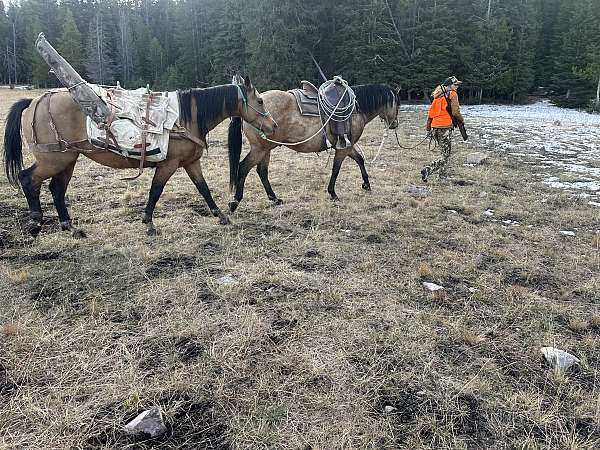 all-around-quarter-horse