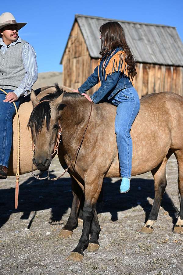 safe-quarter-horse