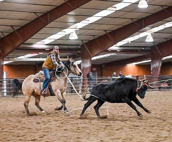flashy-quarter-horse