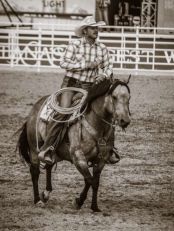performance-quarter-horse