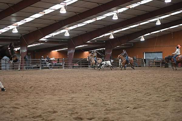 kid-safe-quarter-horse