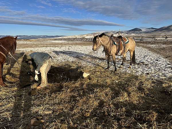 roping-quarter-horse