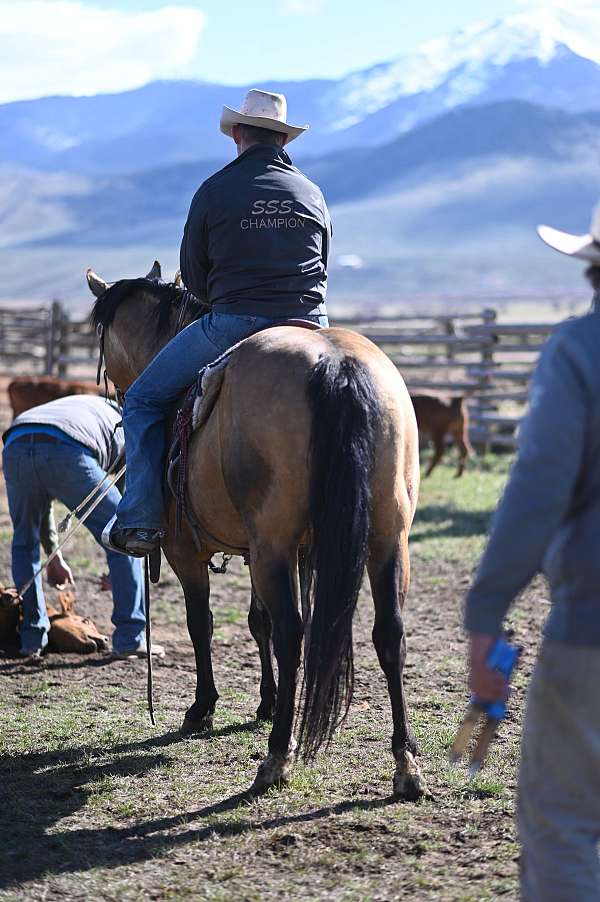ranch-versatility-quarter-horse