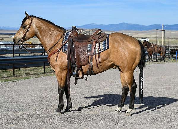 buckskin-quarter-horse-gelding