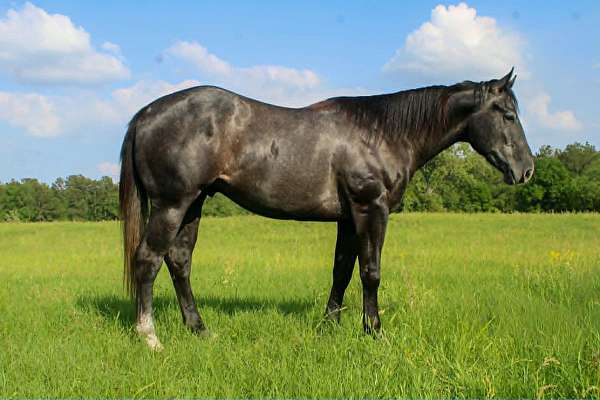 all-around-quarter-horse