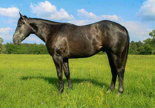 athletic-quarter-horse