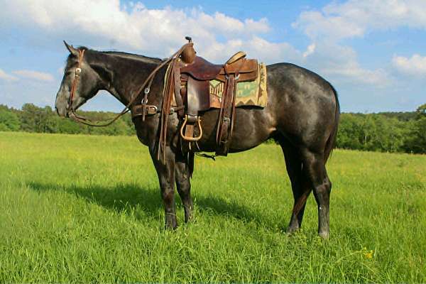 endurance-quarter-horse