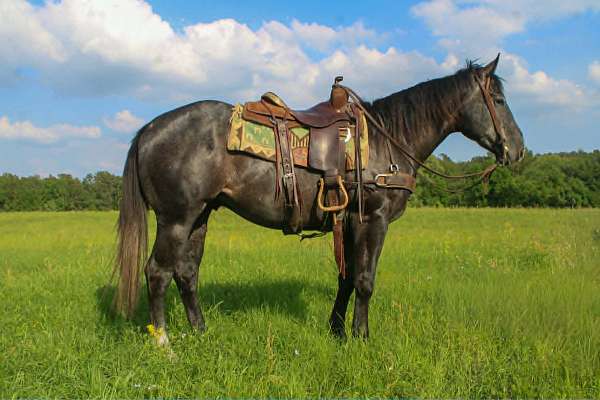 flashy-quarter-horse