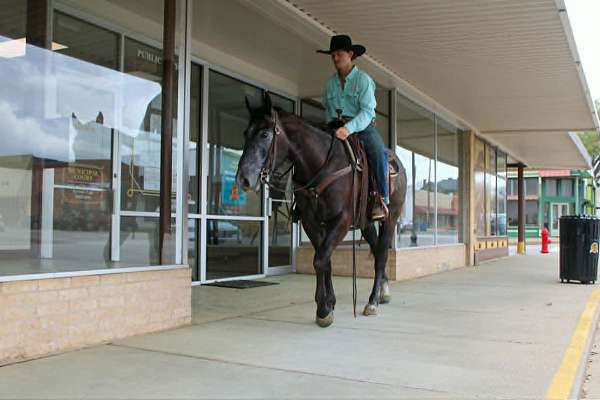 ranch-versatility-quarter-horse