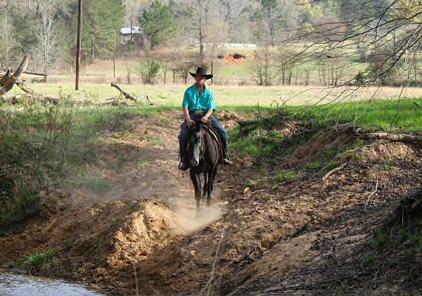trail-quarter-horse