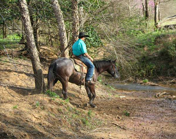 trail-riding-quarter-horse