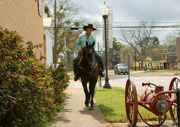 western-riding-quarter-horse