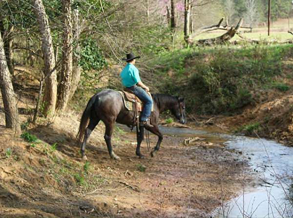 grey-quarter-horse-gelding