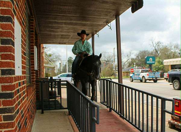 working-cattle-quarter-horse