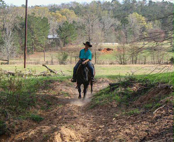 working-quarter-horse